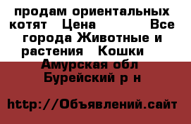 продам ориентальных котят › Цена ­ 5 000 - Все города Животные и растения » Кошки   . Амурская обл.,Бурейский р-н